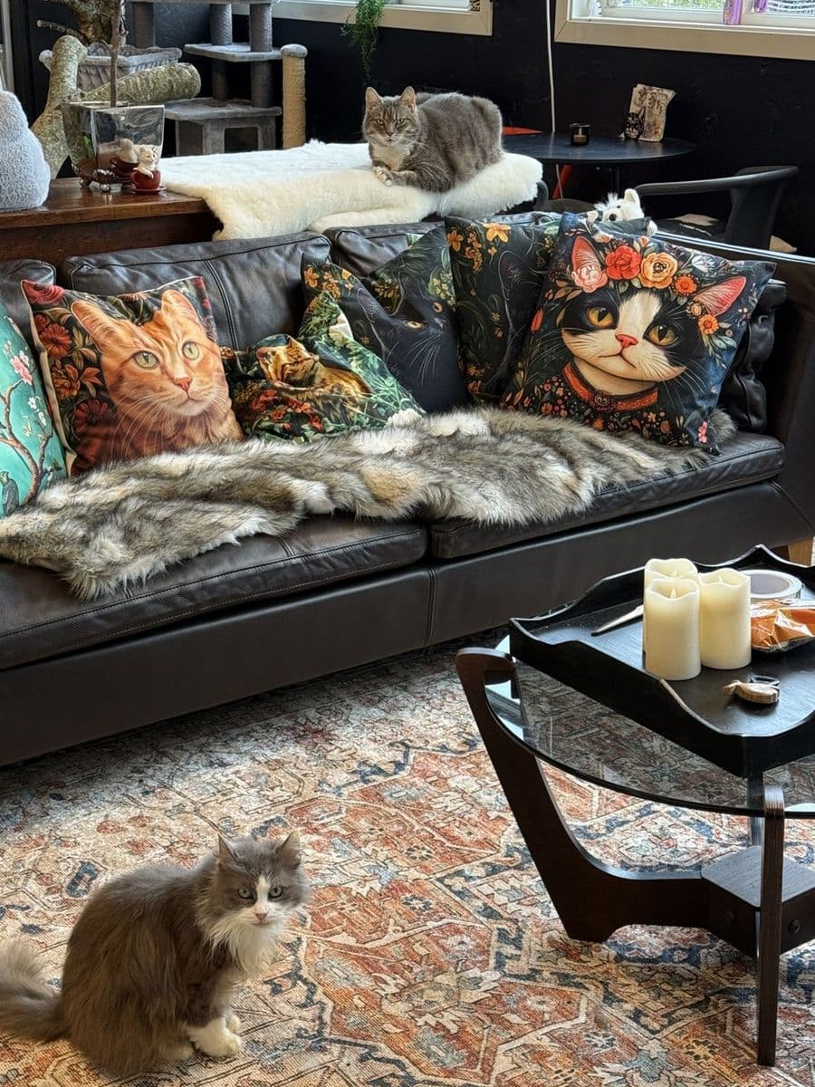 Loungen i Kattelatte Kafe: en skinnsofa med katteputer, og to katter som slapper av